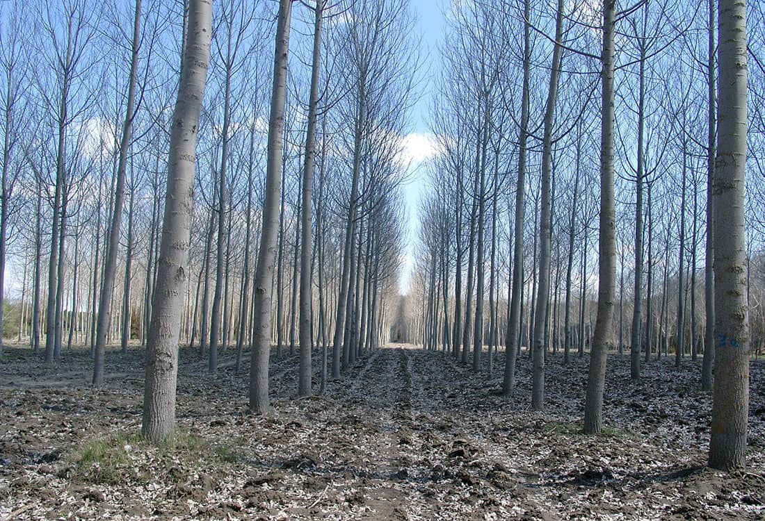 Los recursos forestales del Bosque Modelo de Palencia: gestión de choperas