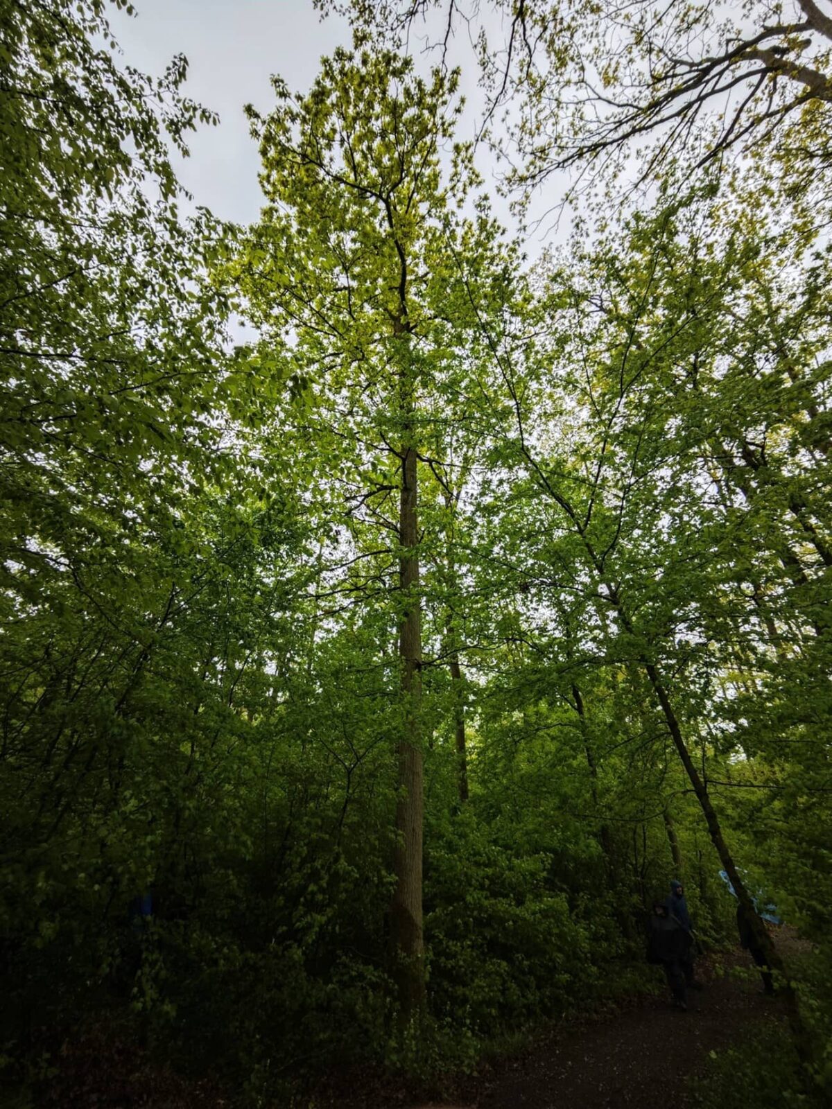 Ejemplo de Quercus petraea favorecido por este tipo de gestión