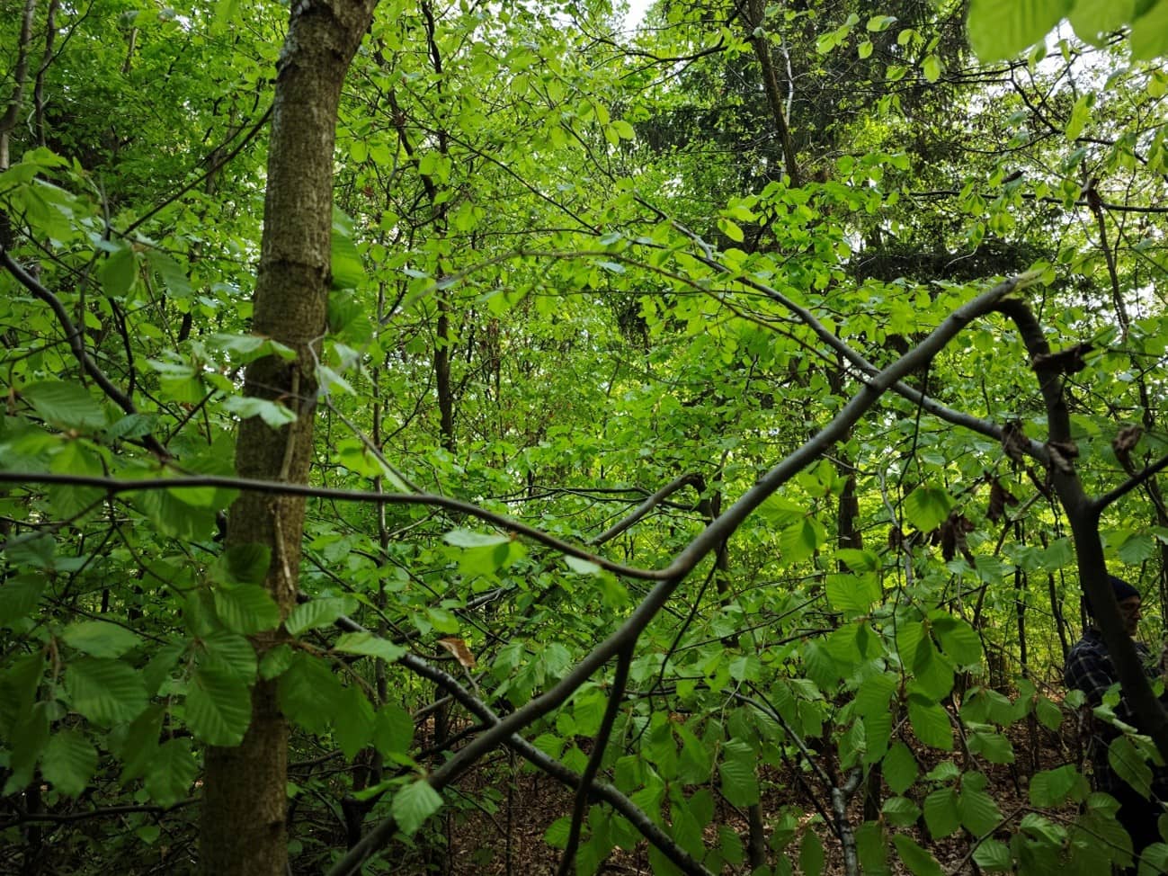Quercus petraea favorecido por el tronchado manual de carpes y hayas que competían con él a nivel de copa.