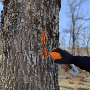 Curso de selvicultura de cubierta continua enfocada al árbol individual y señalamientos