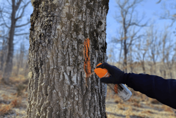 Curso de selvicultura de cubierta continua enfocada al árbol individual y señalamientos