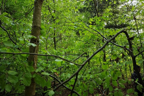 Quercus petraea favorecido por el tronchado manual de carpes y hayas que competían con él a nivel de copa.